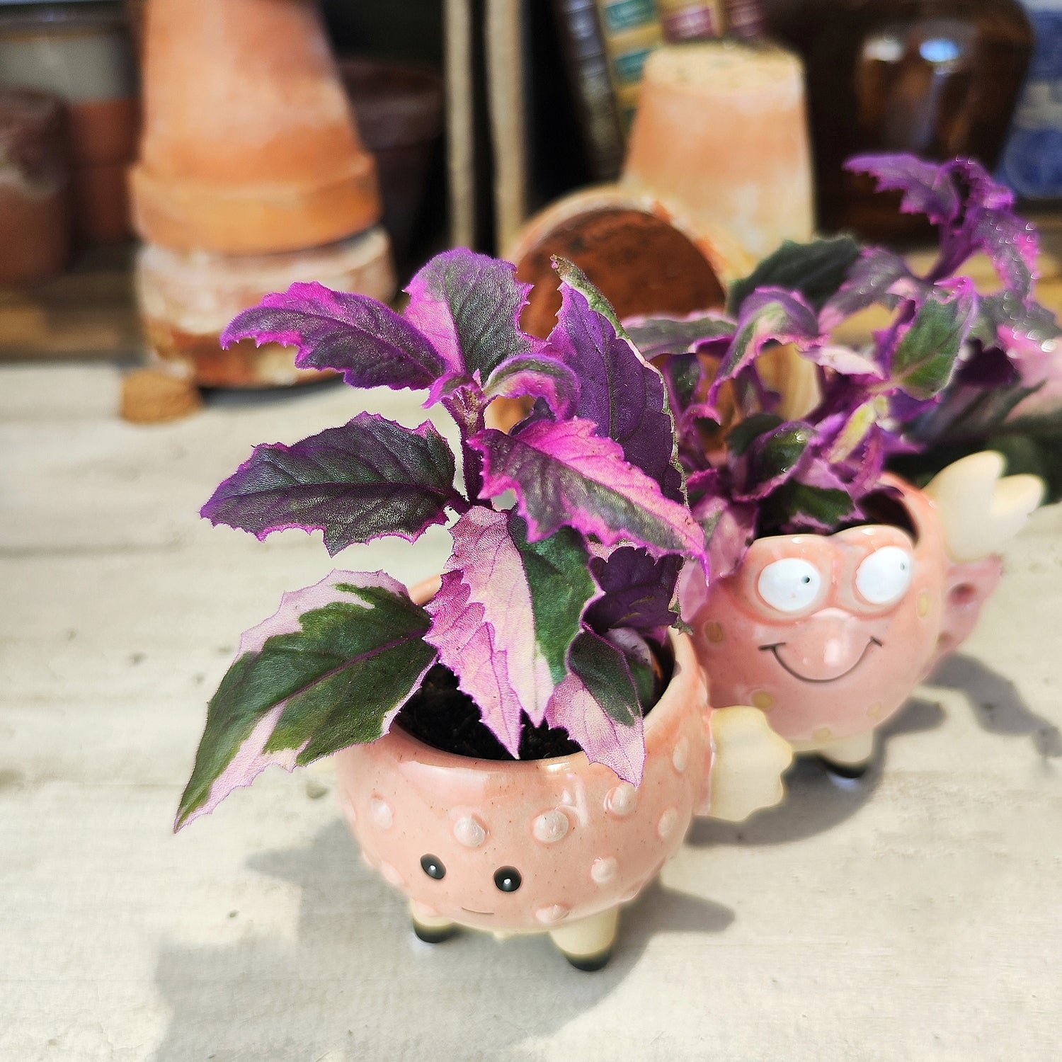 Gynura Purple Passion Variegata - monjungle