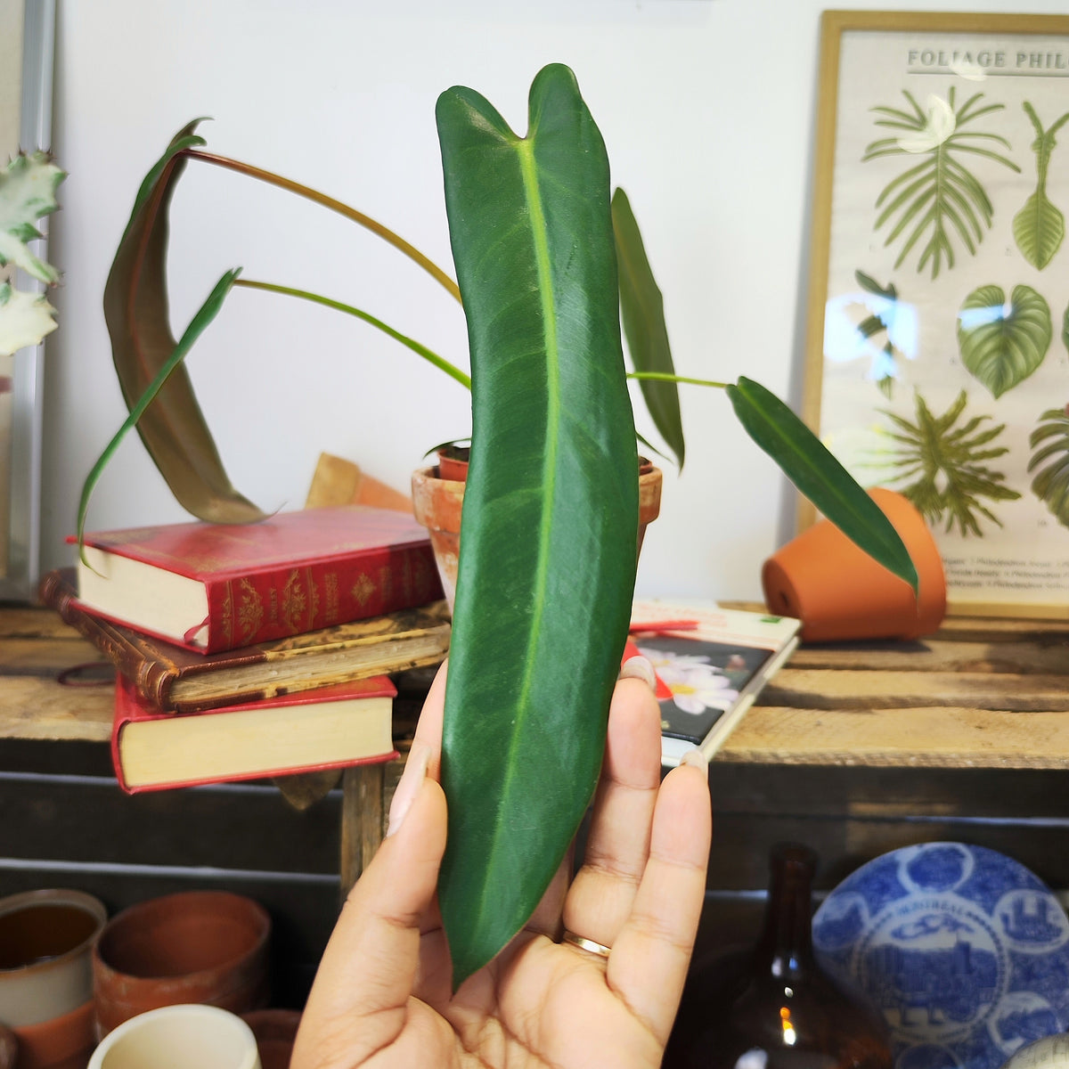 Philodendron Spiritus Sancti - monjungle