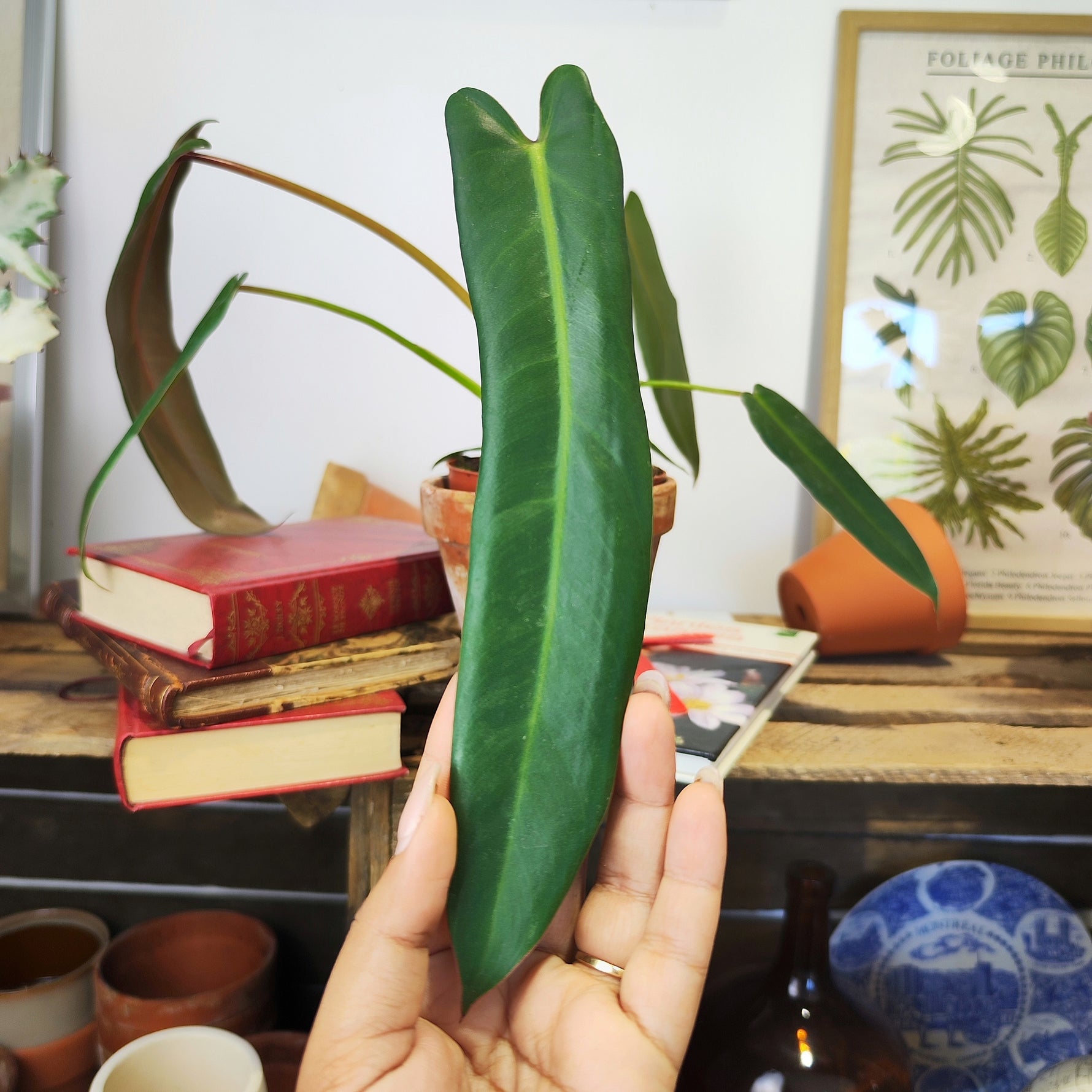 Philodendron Spiritus Sancti - monjungle