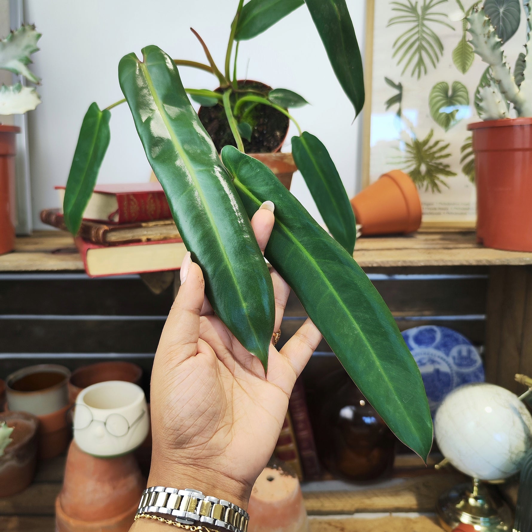 philodendron spiritus sancti cutting Philodendron Spiritus Sancti – Monjungle