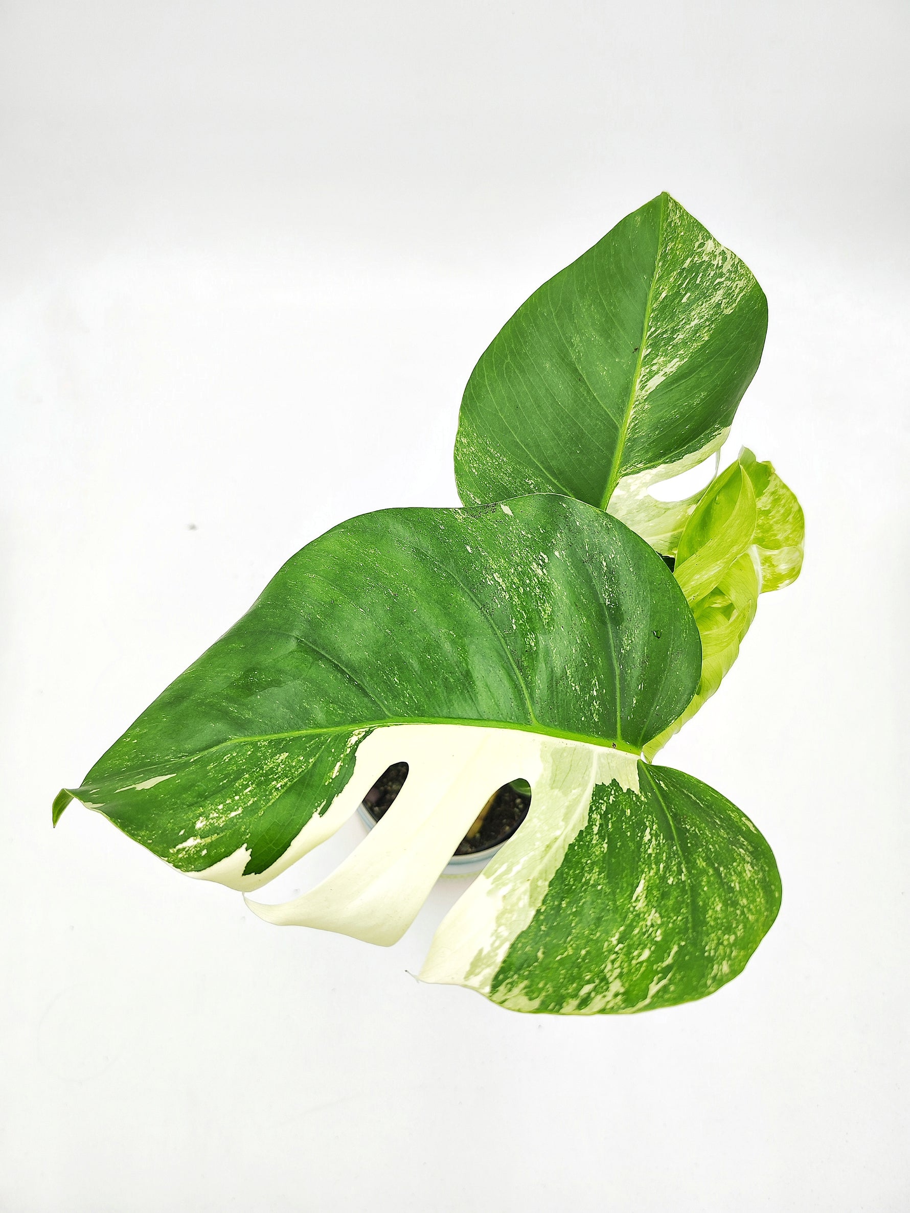 Monstera deliciosa variegata - monjungle