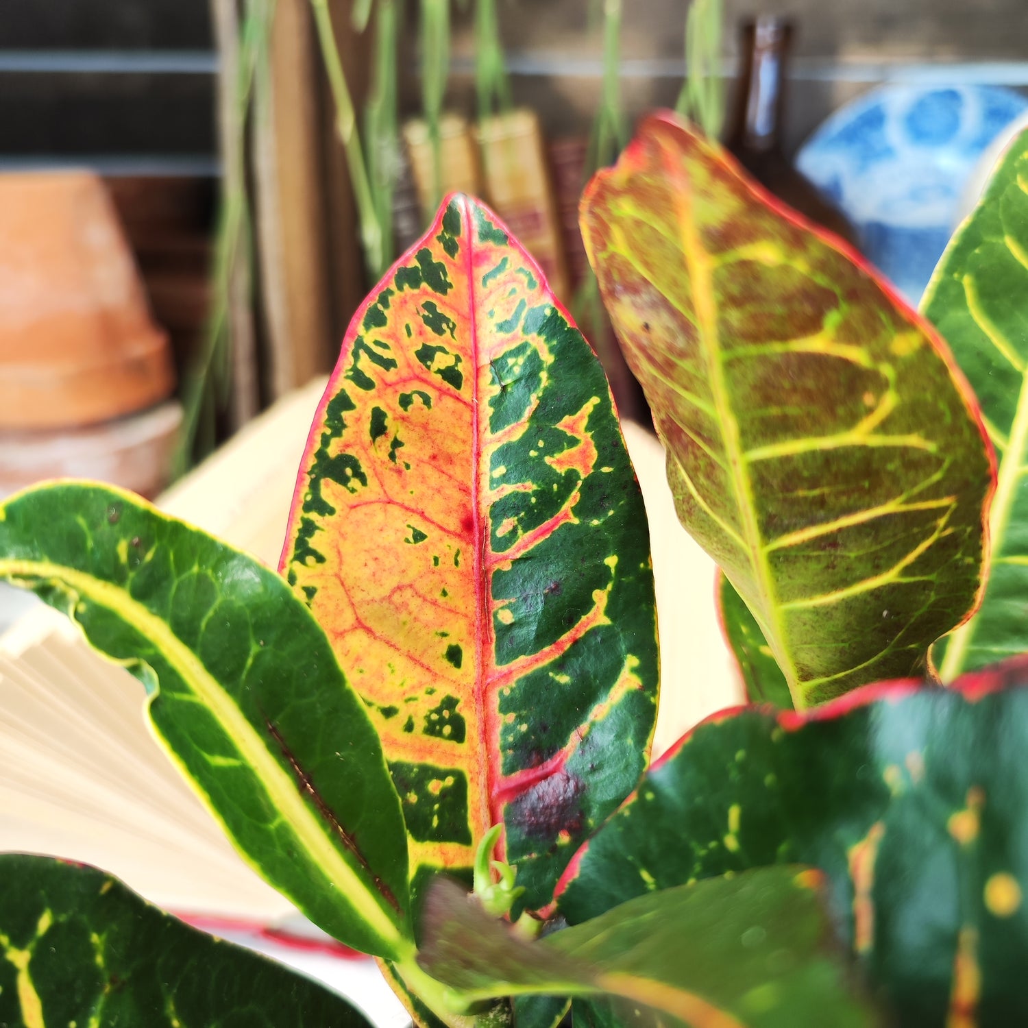 Codiaeum Variegatum Petra - monjungle
