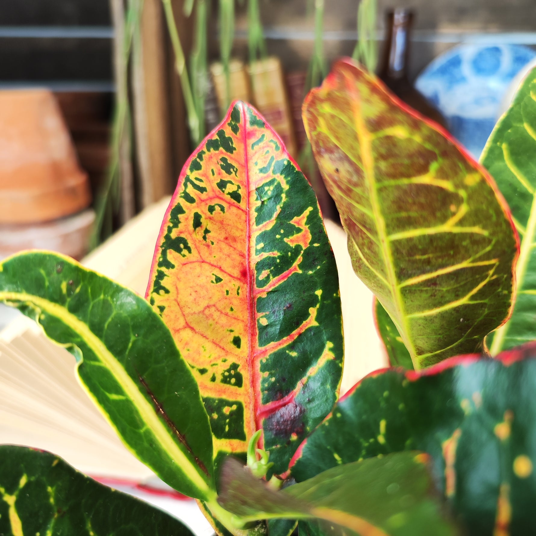 Codiaeum Variegatum Petra - monjungle