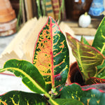 Codiaeum Variegatum Petra - monjungle