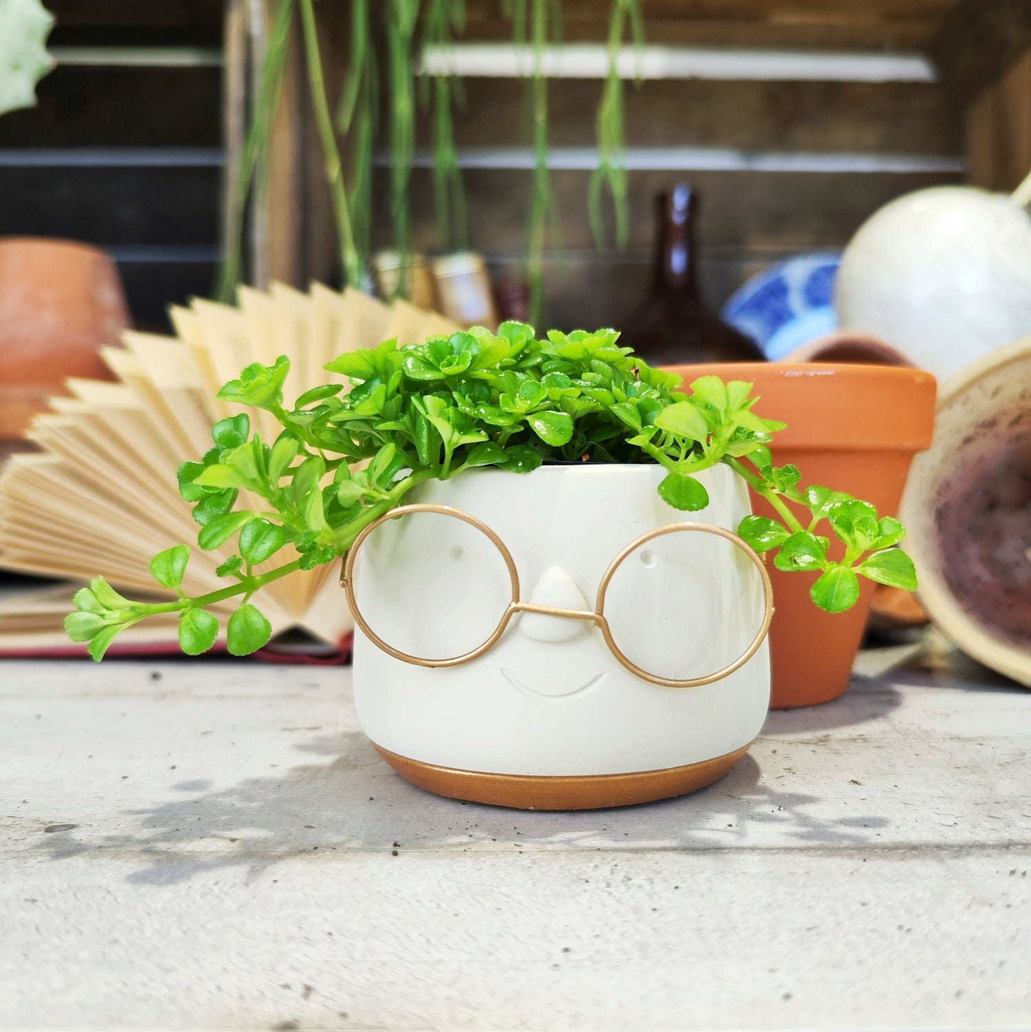 Pilea Depressa - monjungle