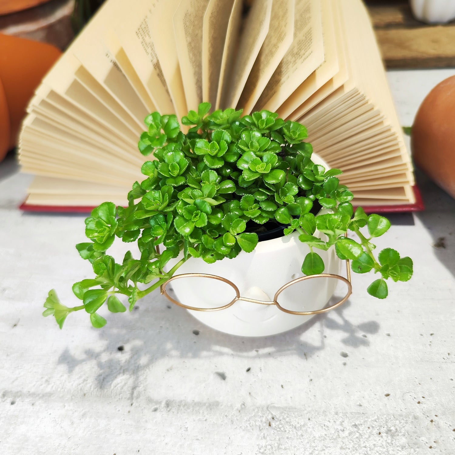 Pilea Depressa - monjungle
