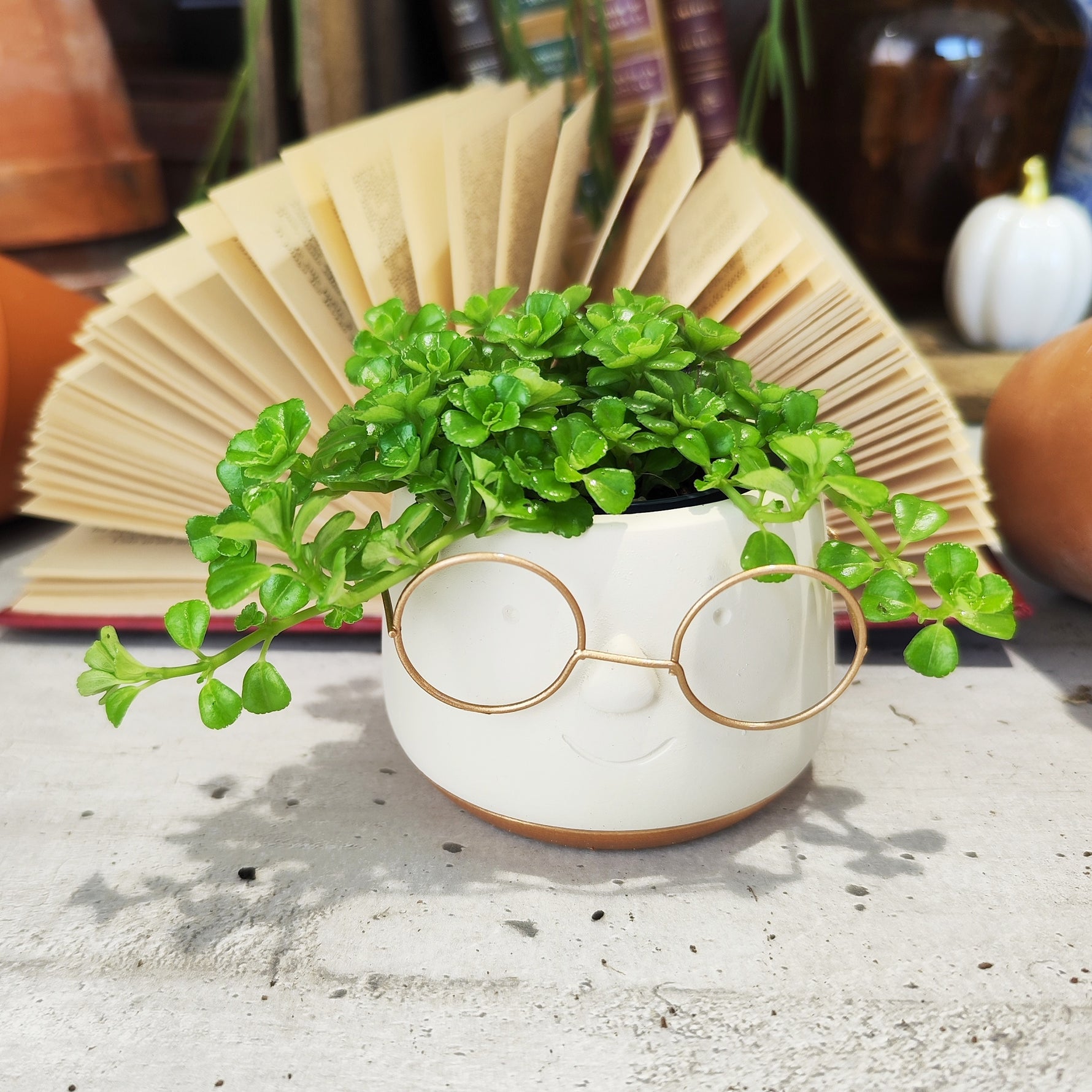 Pilea Depressa - monjungle