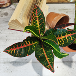 Codiaeum Variegatum Petra - monjungle