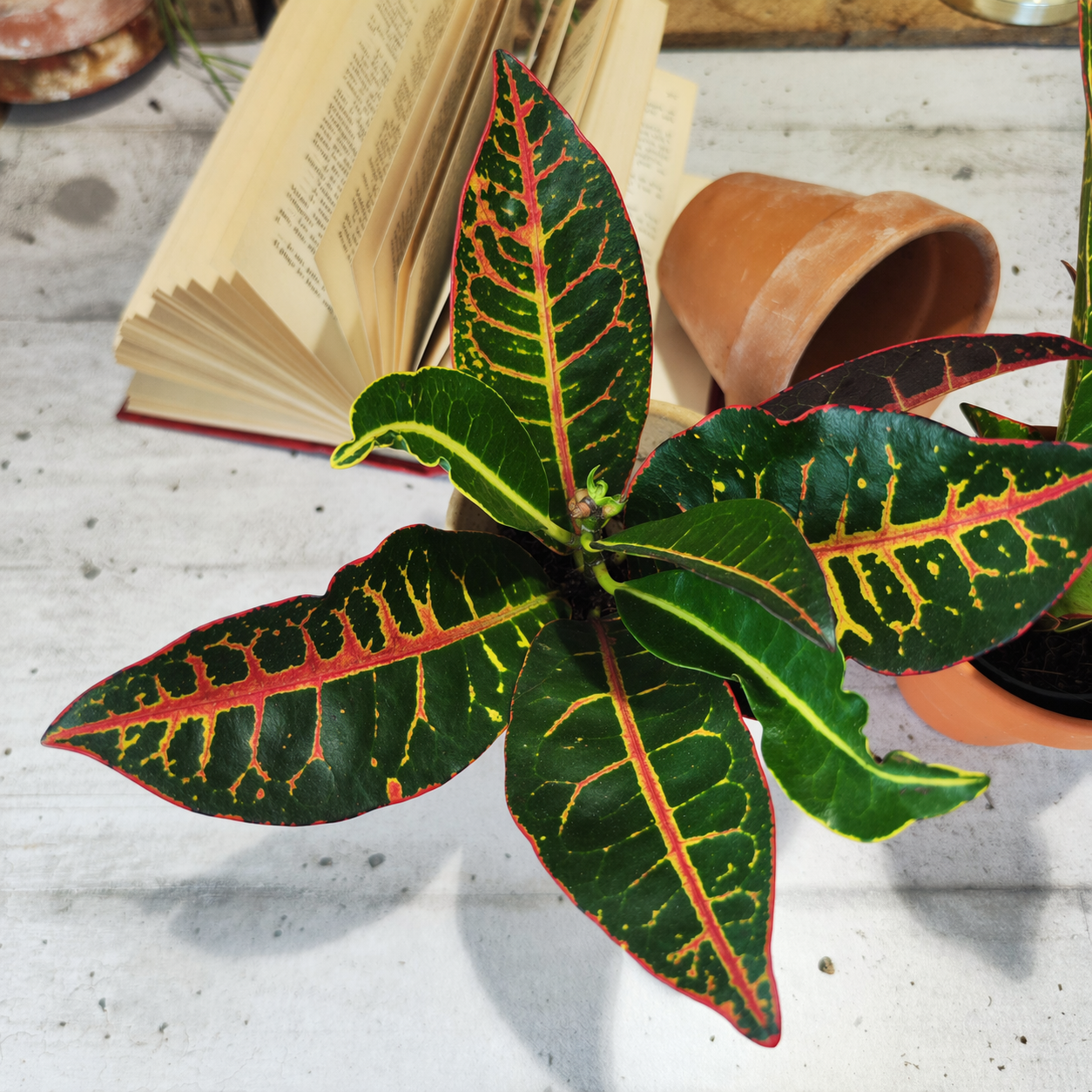 Codiaeum Variegatum Petra - monjungle