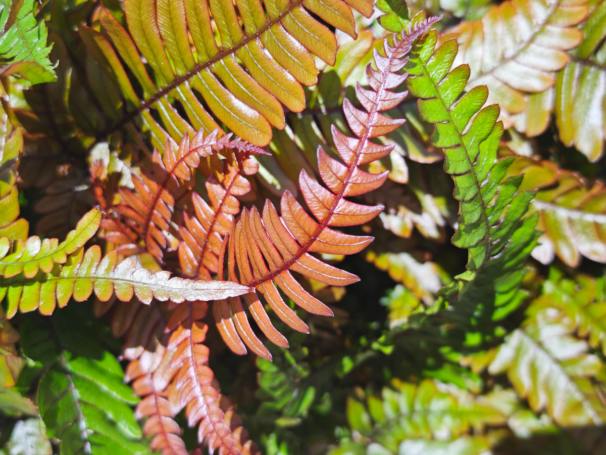 Pteris quadriaurita ‘Tricolor’ - monjungle