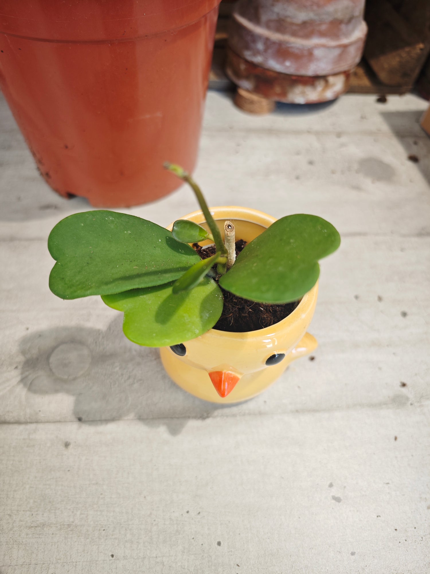 Hoya Kerrii (sur tige S)
