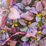 Alternanthera dentata 'purple knight'