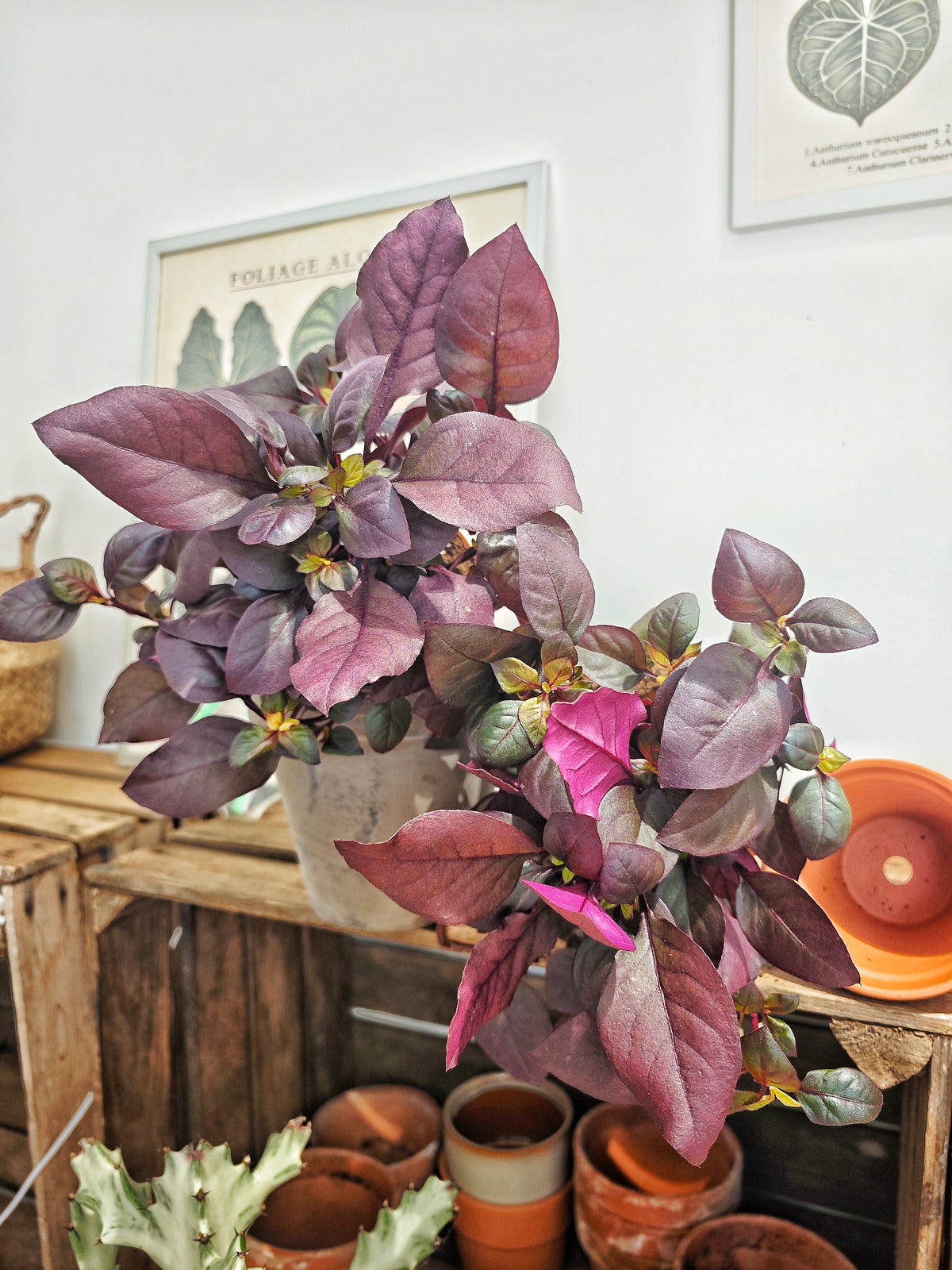 Alternanthera dentata 'purple knight' - monjungle