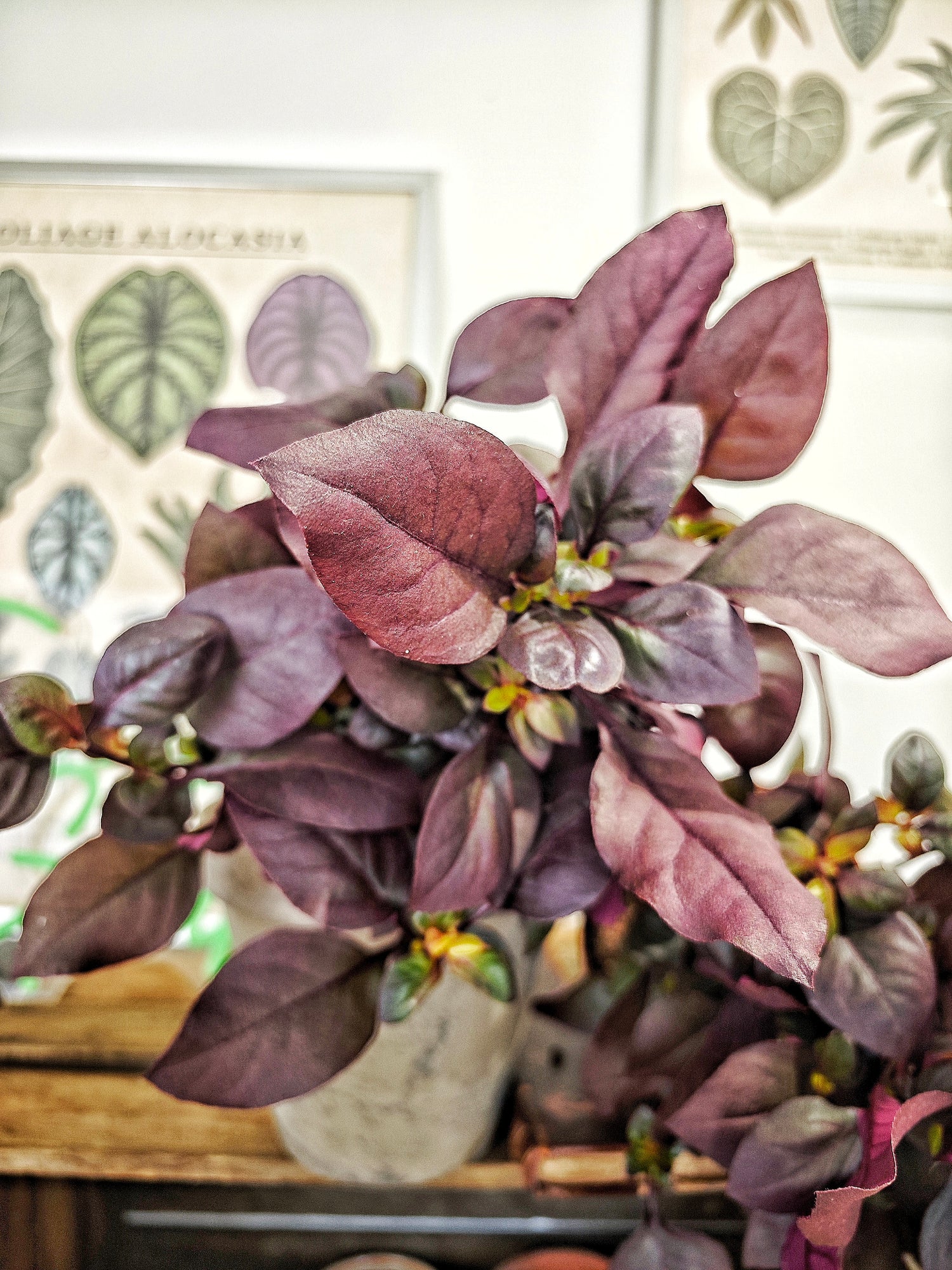 Alternanthera dentata 'purple knight'
