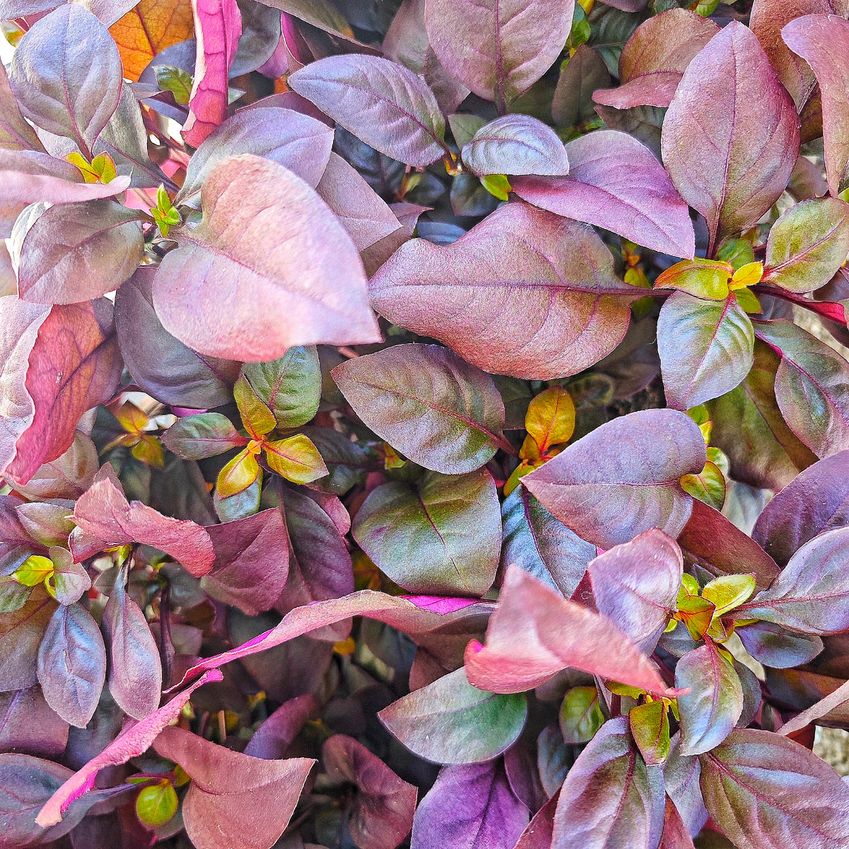 Alternanthera dentata 'purple knight' - monjungle