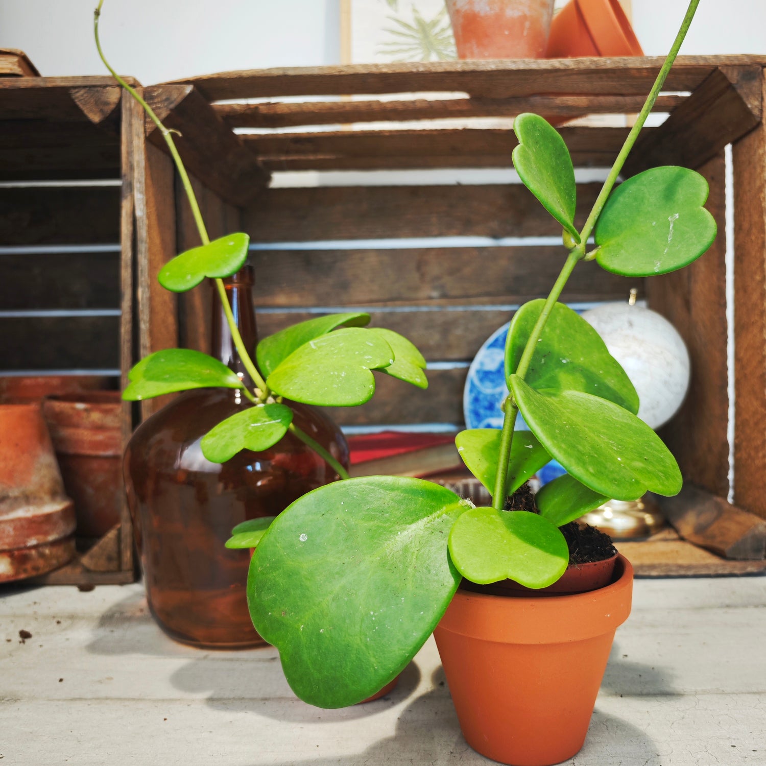 Hoya Kerrii (sur tige M)