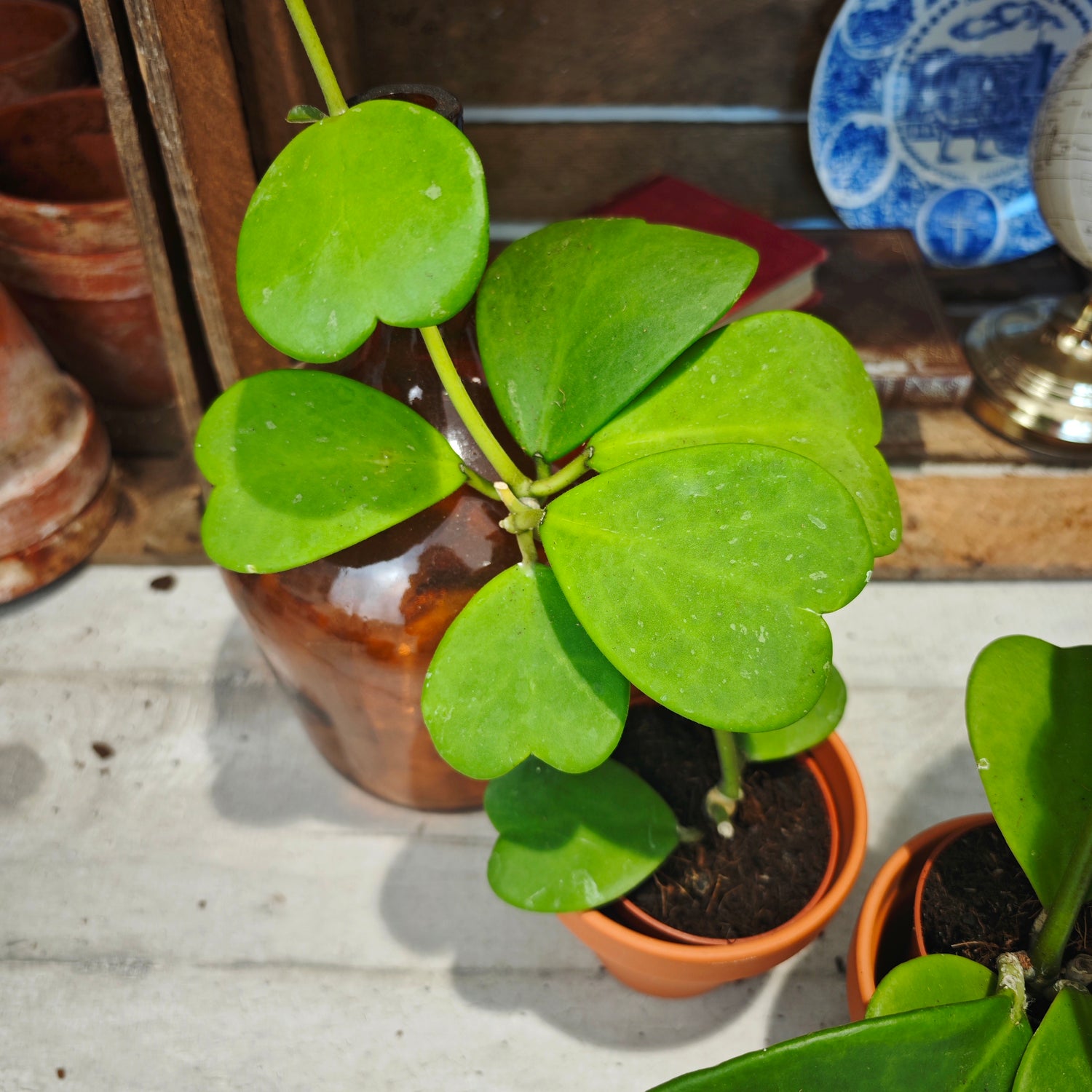 Hoya Kerrii (sur tige M)