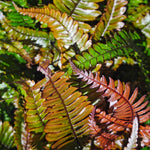 Pteris quadriaurita ‘Tricolor’