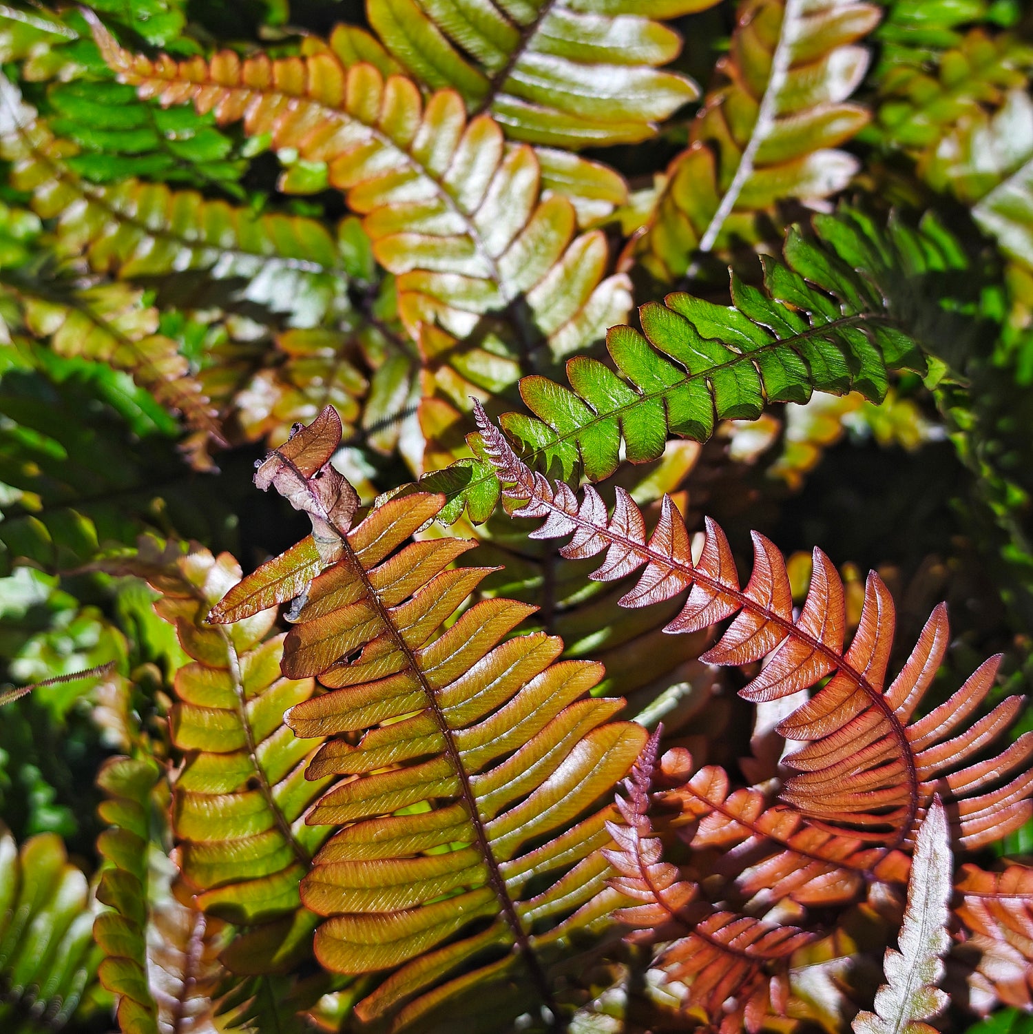 Pteris quadriaurita ‘Tricolor’