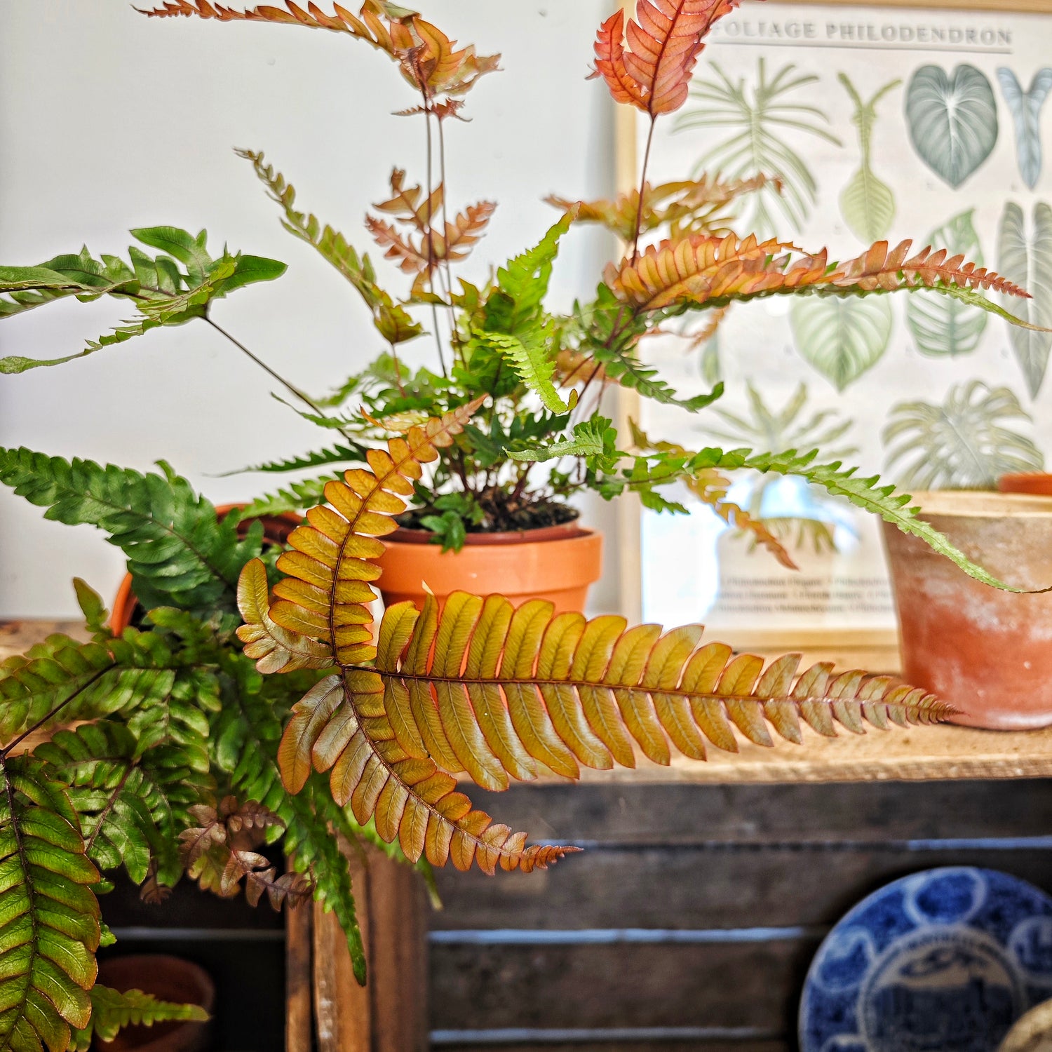 Pteris quadriaurita ‘Tricolor’