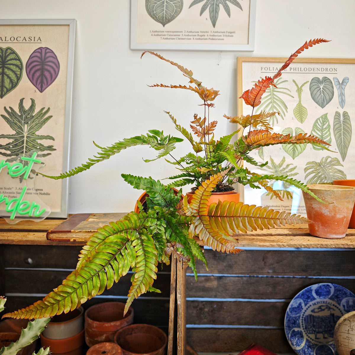 Pteris quadriaurita ‘Tricolor’ - monjungle