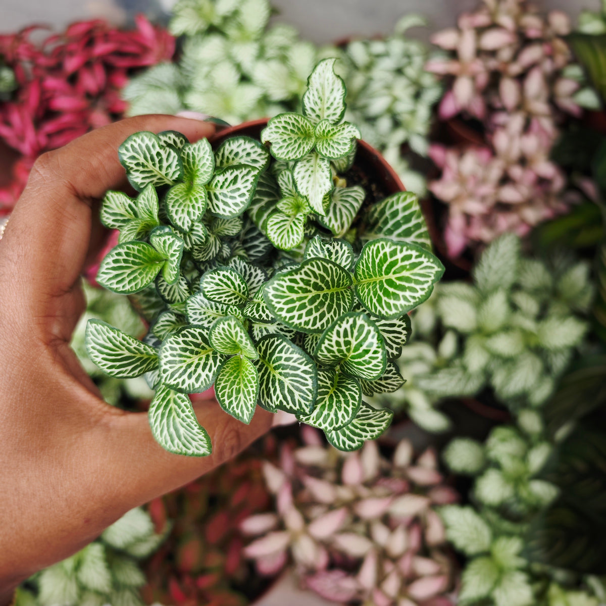 Fittonia verte - monjungle