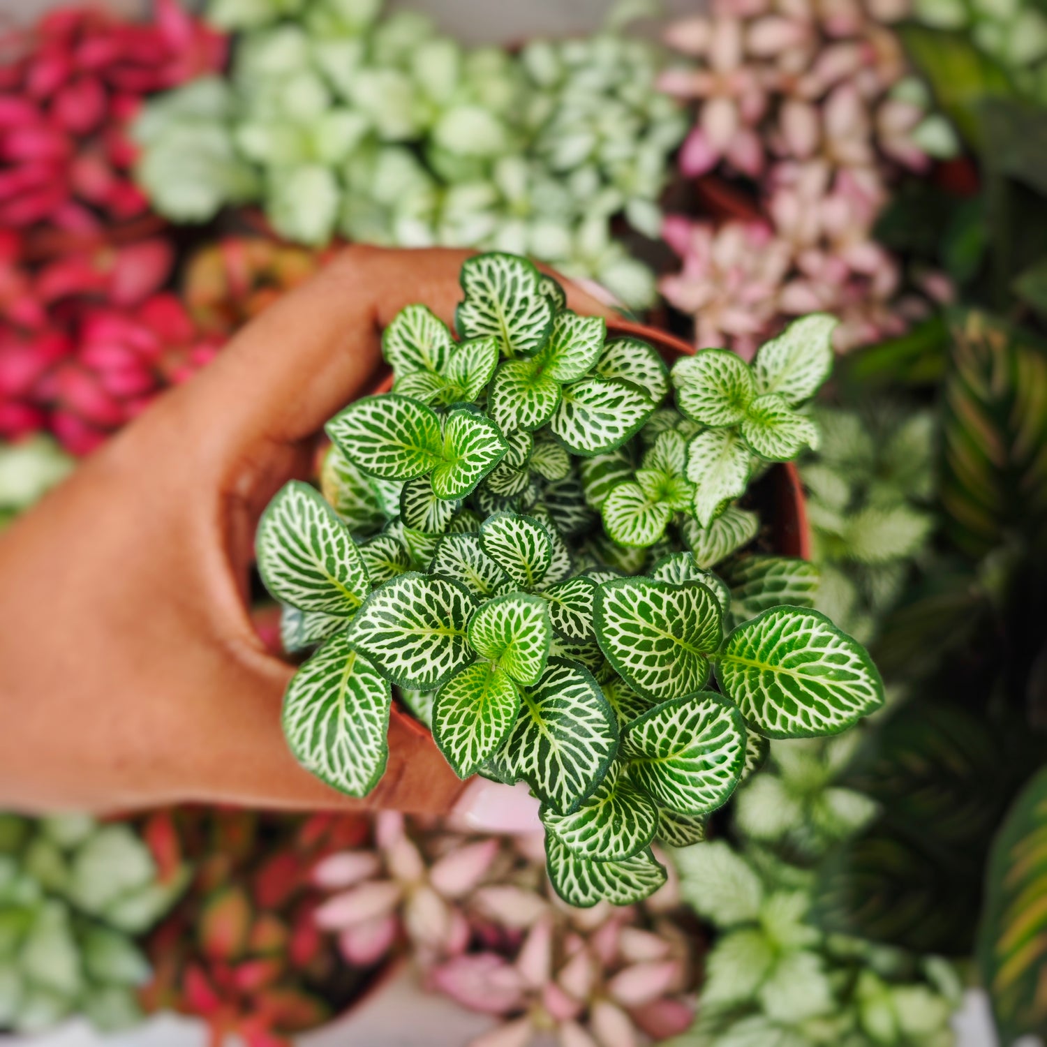 Fittonia verte - monjungle