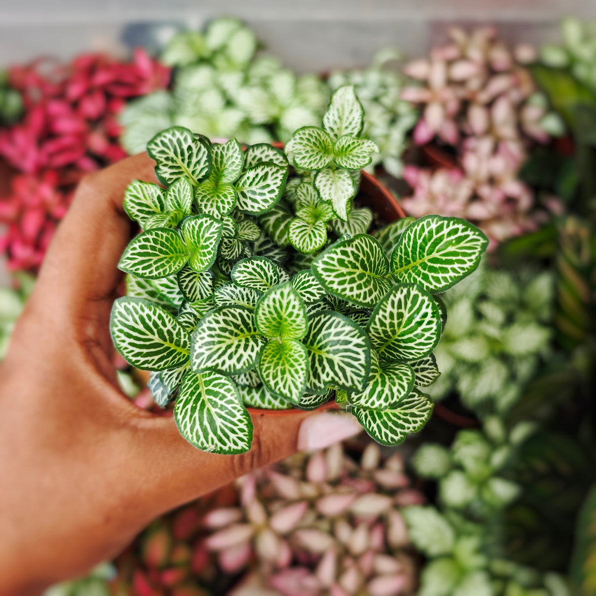 Fittonia verte - monjungle
