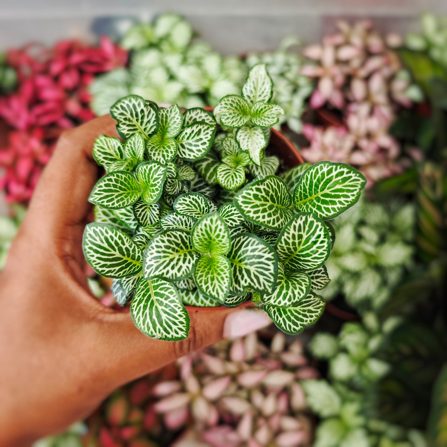 Fittonia verte - monjungle