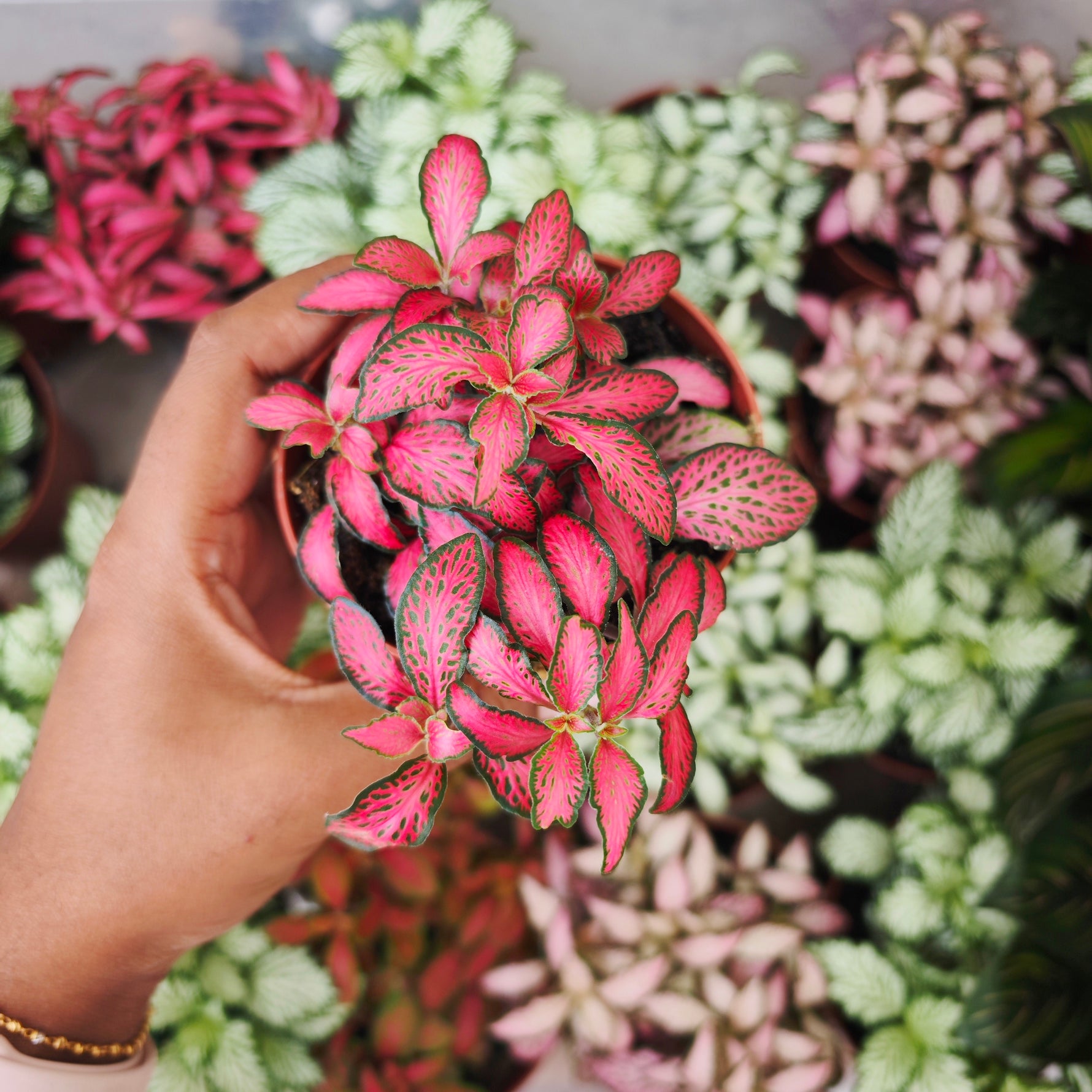 Fittonia Rouge - monjungle