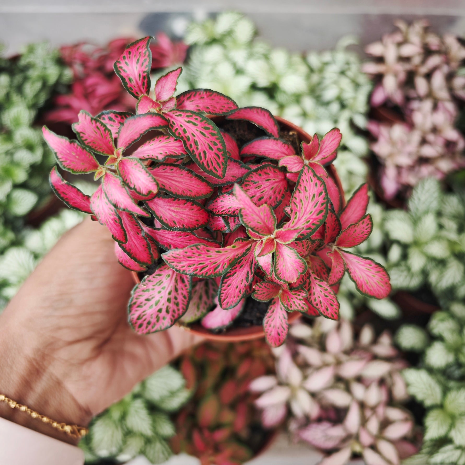 Fittonia Rouge - monjungle