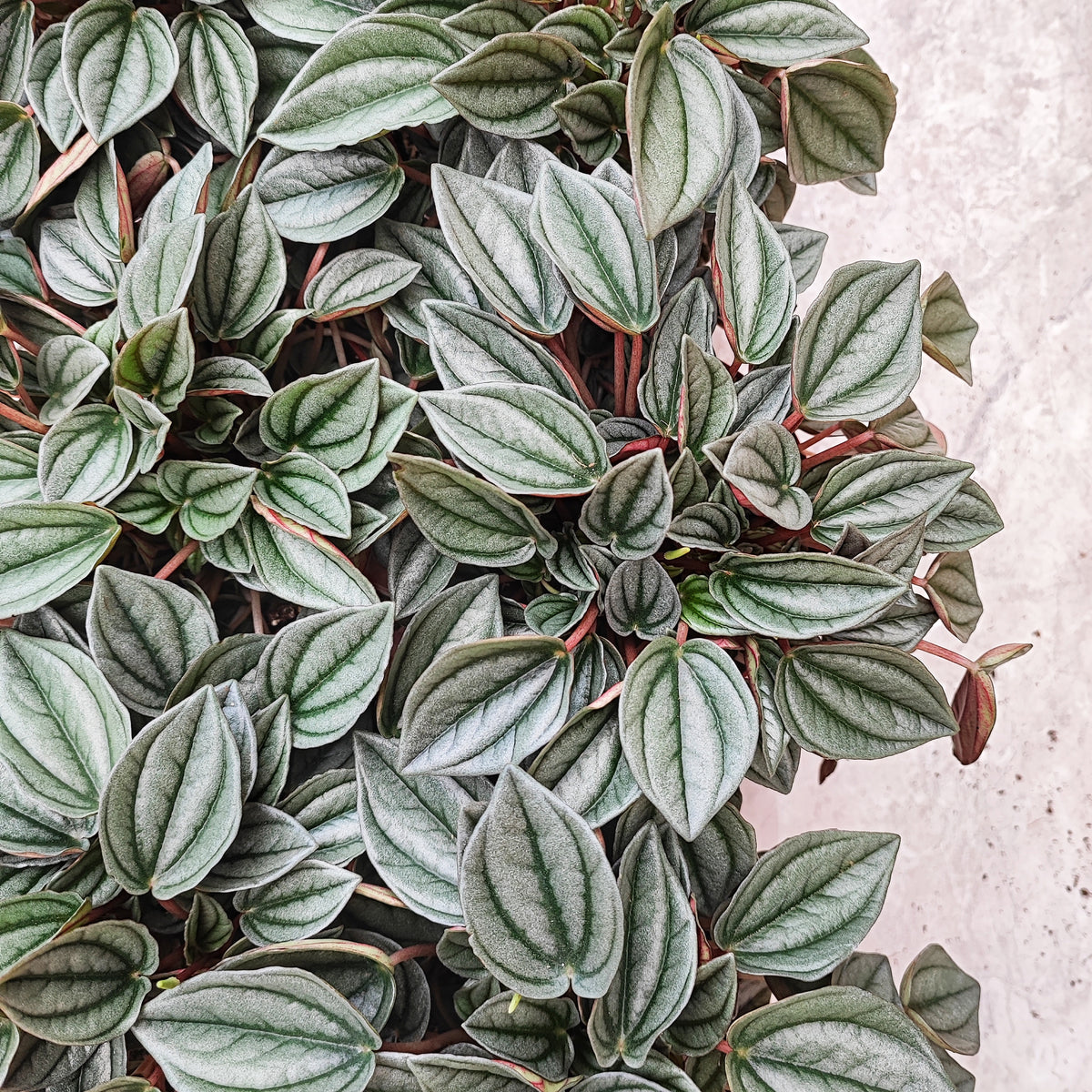 Peperomia NAPOLI NIGHTS monjungle
