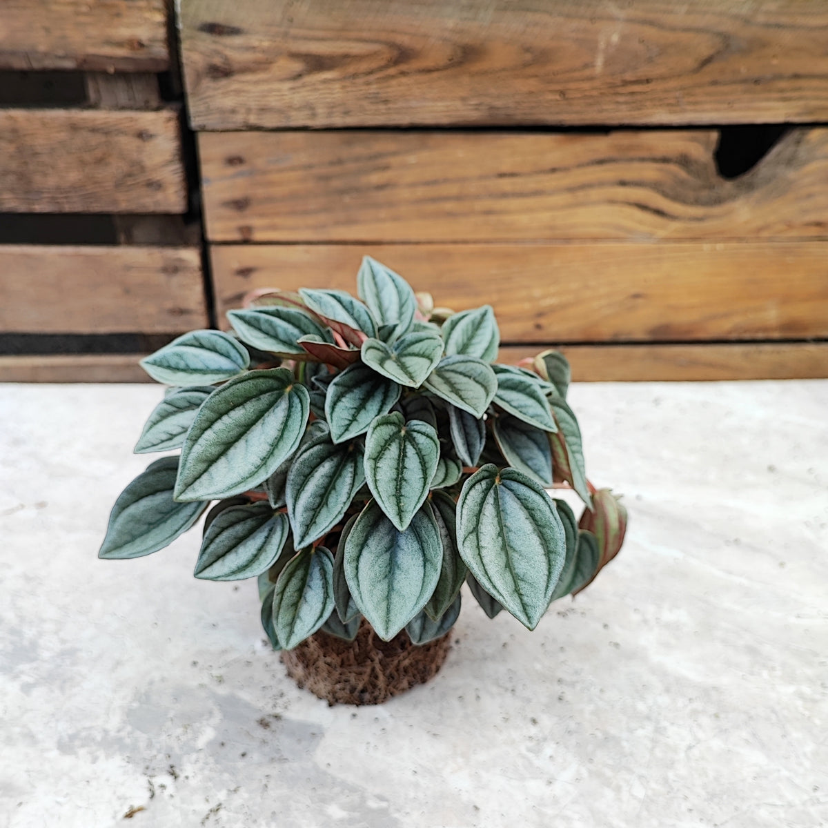 Peperomia NAPOLI NIGHTS monjungle