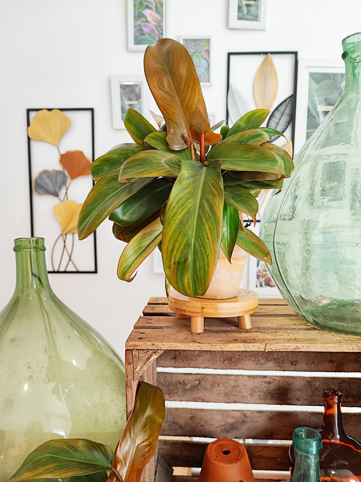 Philodendron Florida Bronze monjungle