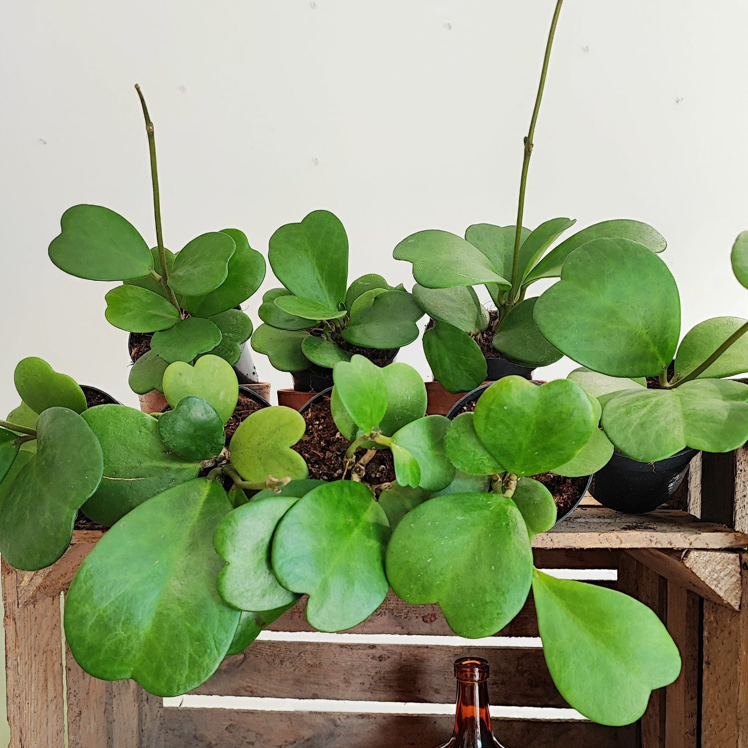 Hoya kerii monjungle