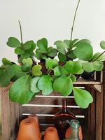 Hoya kerii monjungle