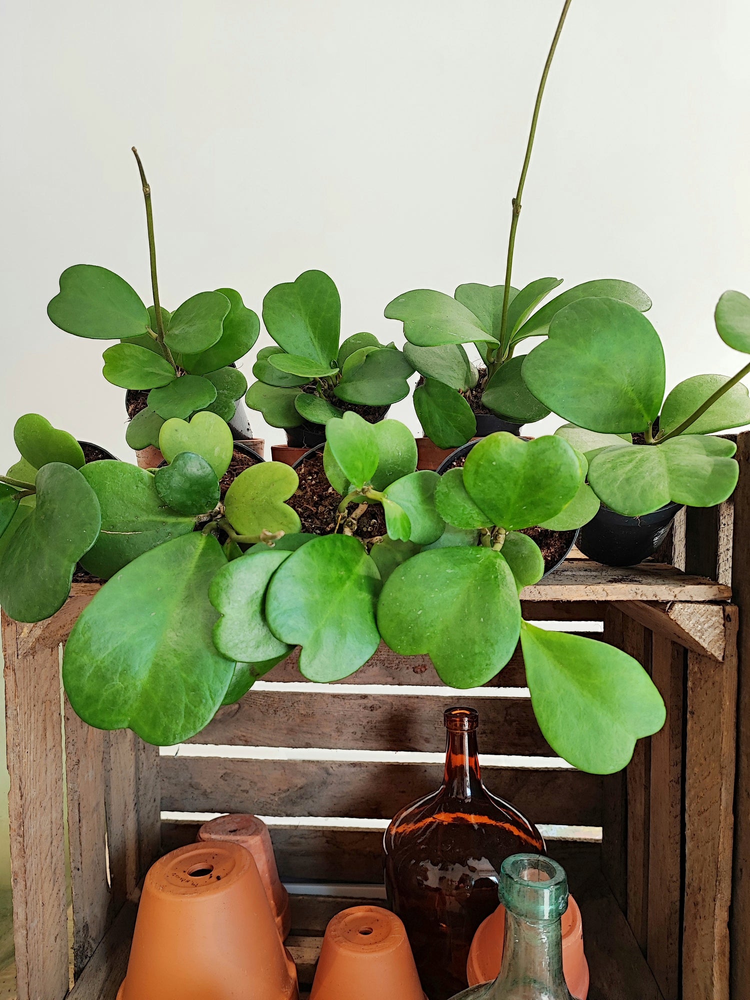 Hoya kerii monjungle