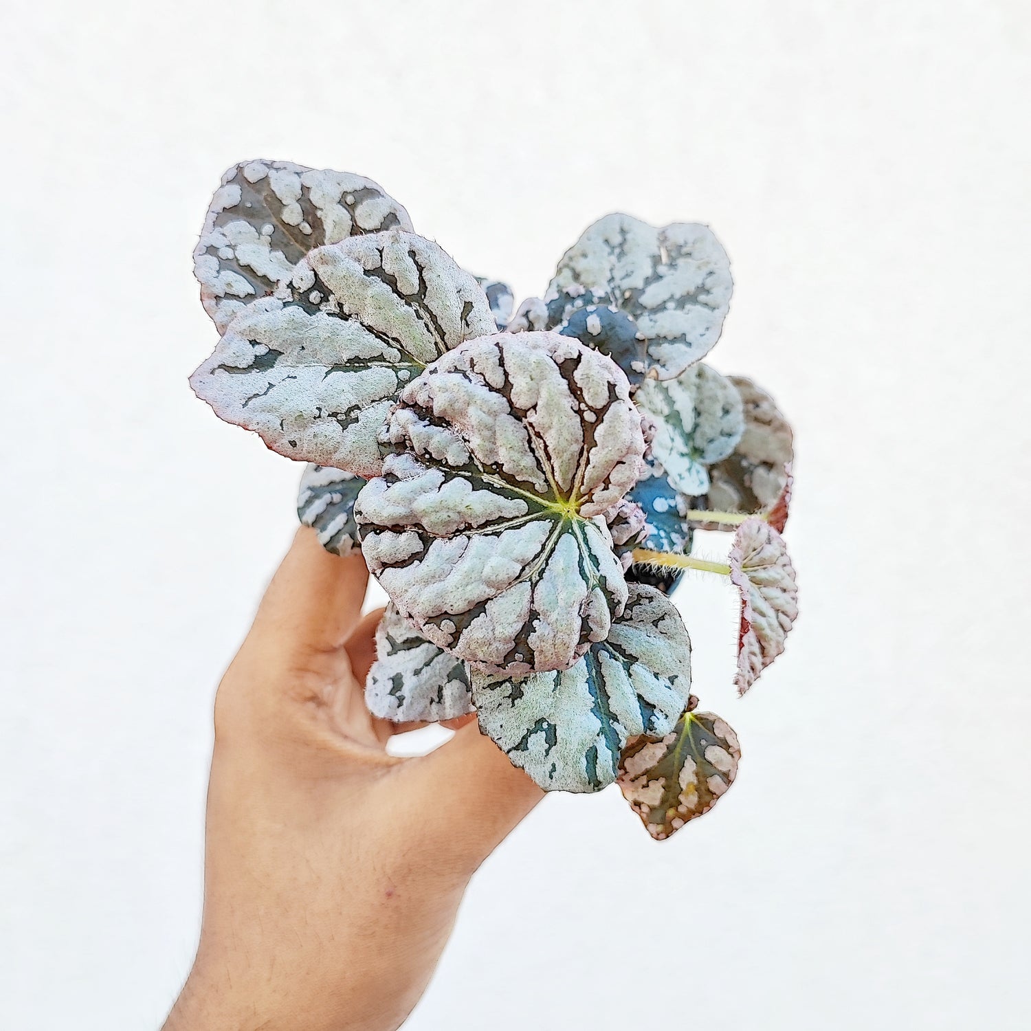 Begonia chayo silver, bouture de plantes argentées et rose monjungle
