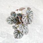 Begonia chayo silver, bouture de plantes argentées et rose monjungle