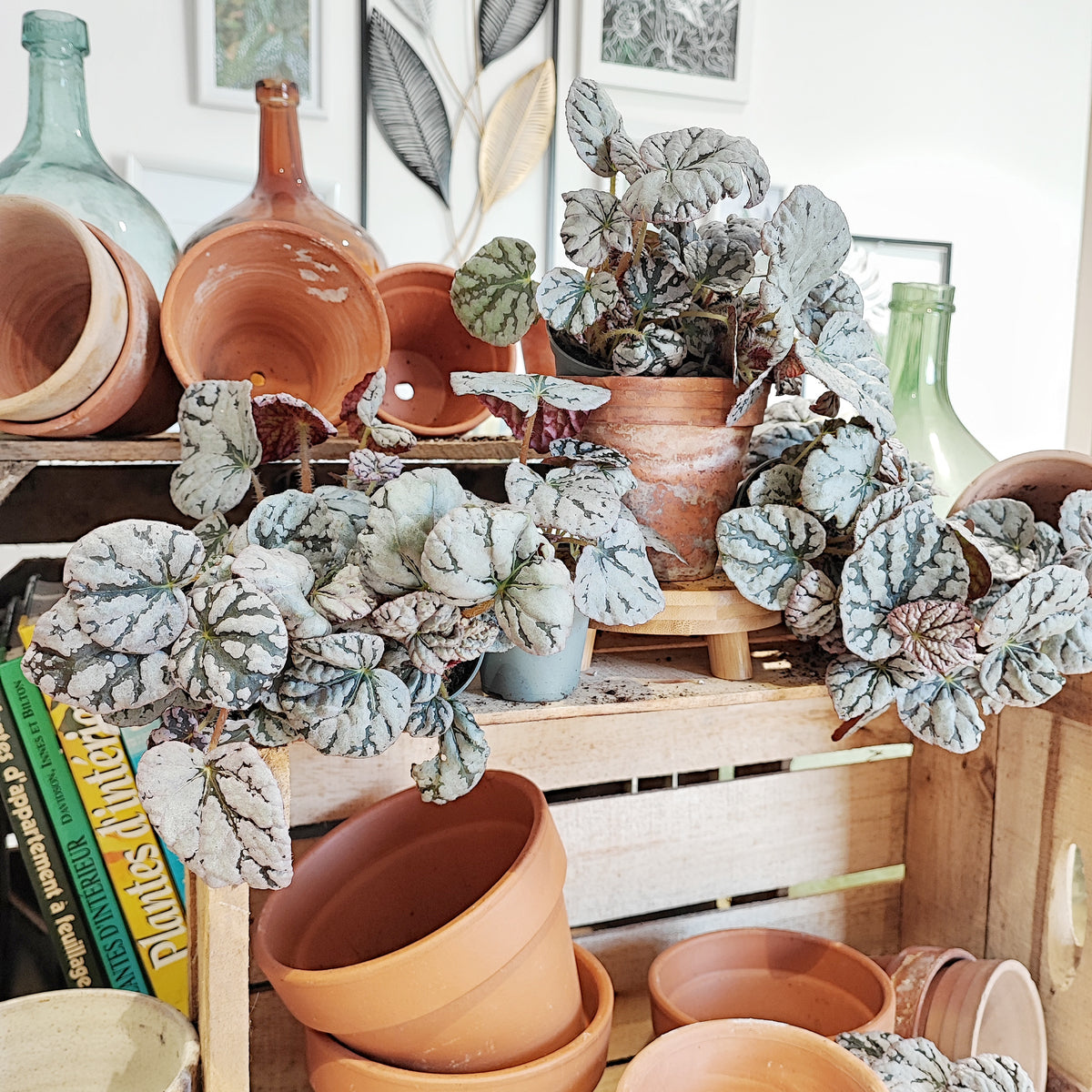 Begonia chayo silver, bouture de plantes argentées et rose monjungle