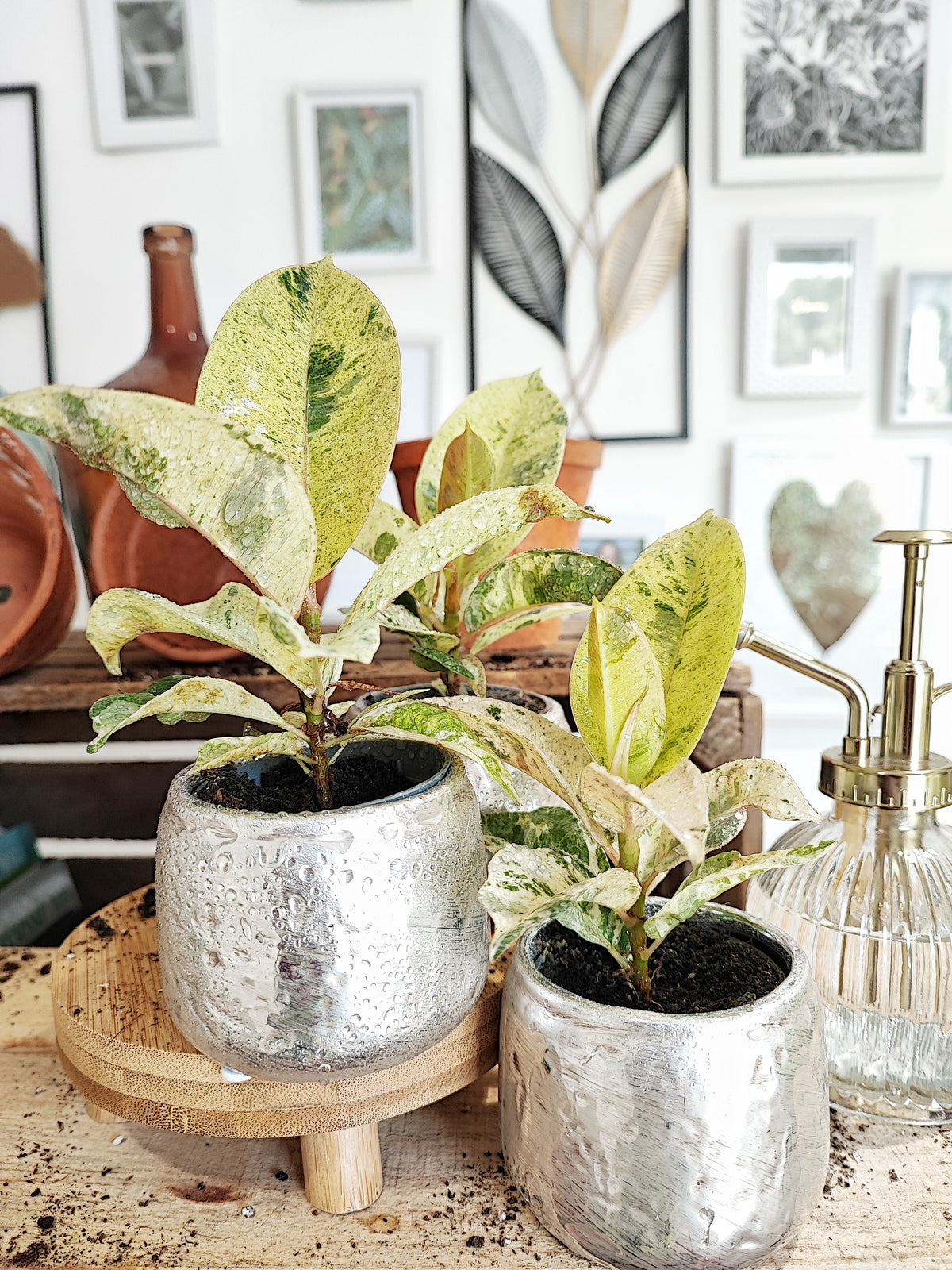 FICUS SHIVEREANA MOONSHINE monjungle