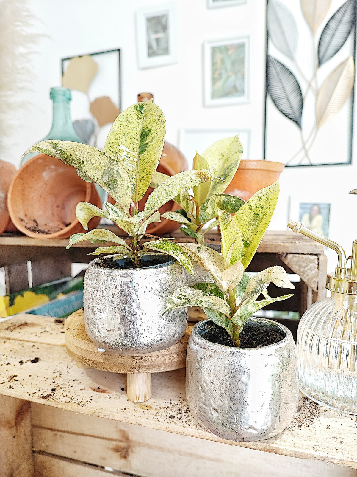 FICUS SHIVEREANA MOONSHINE monjungle
