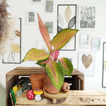 Aglaonema Golden Baby S monjungle