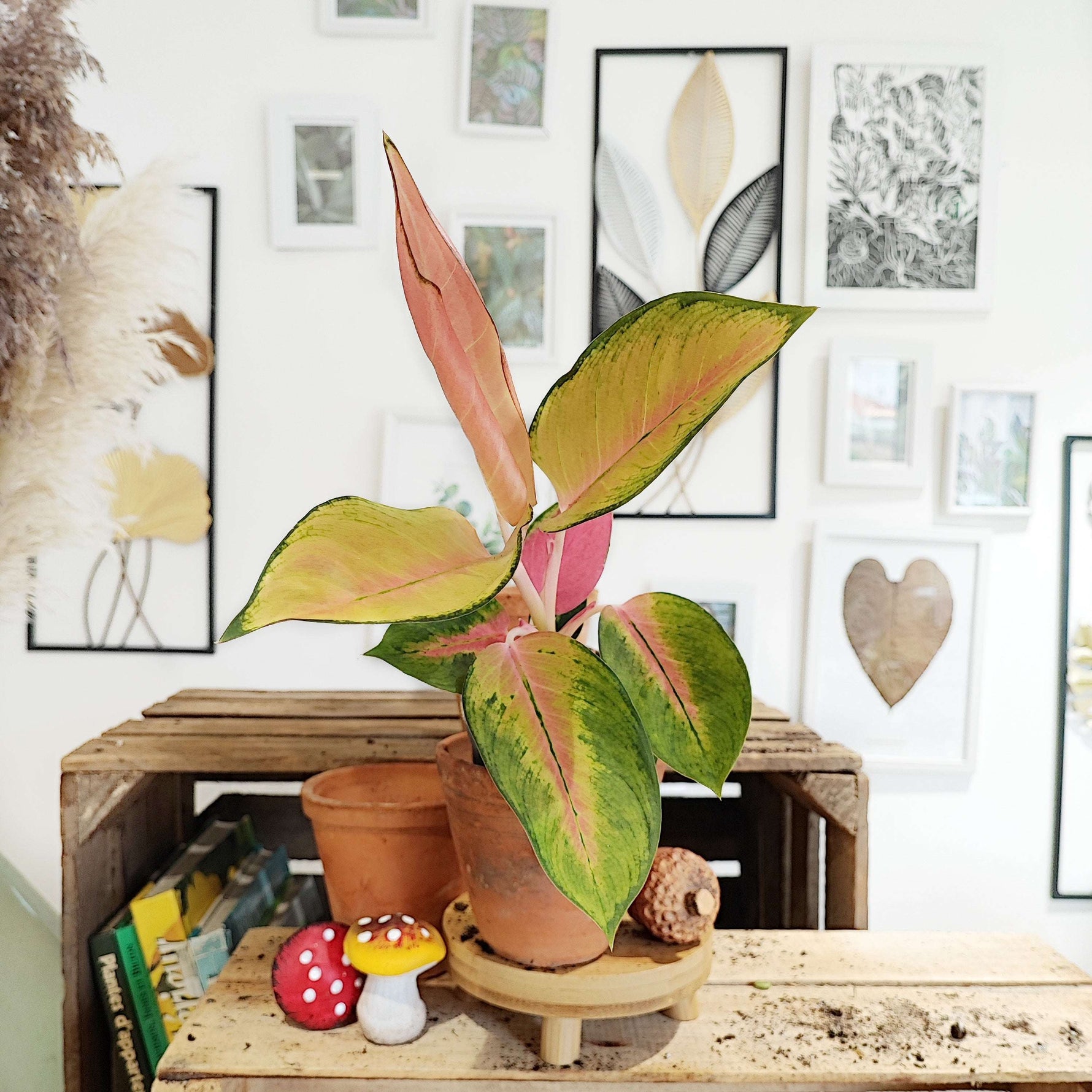 Aglaonema Golden Baby S monjungle