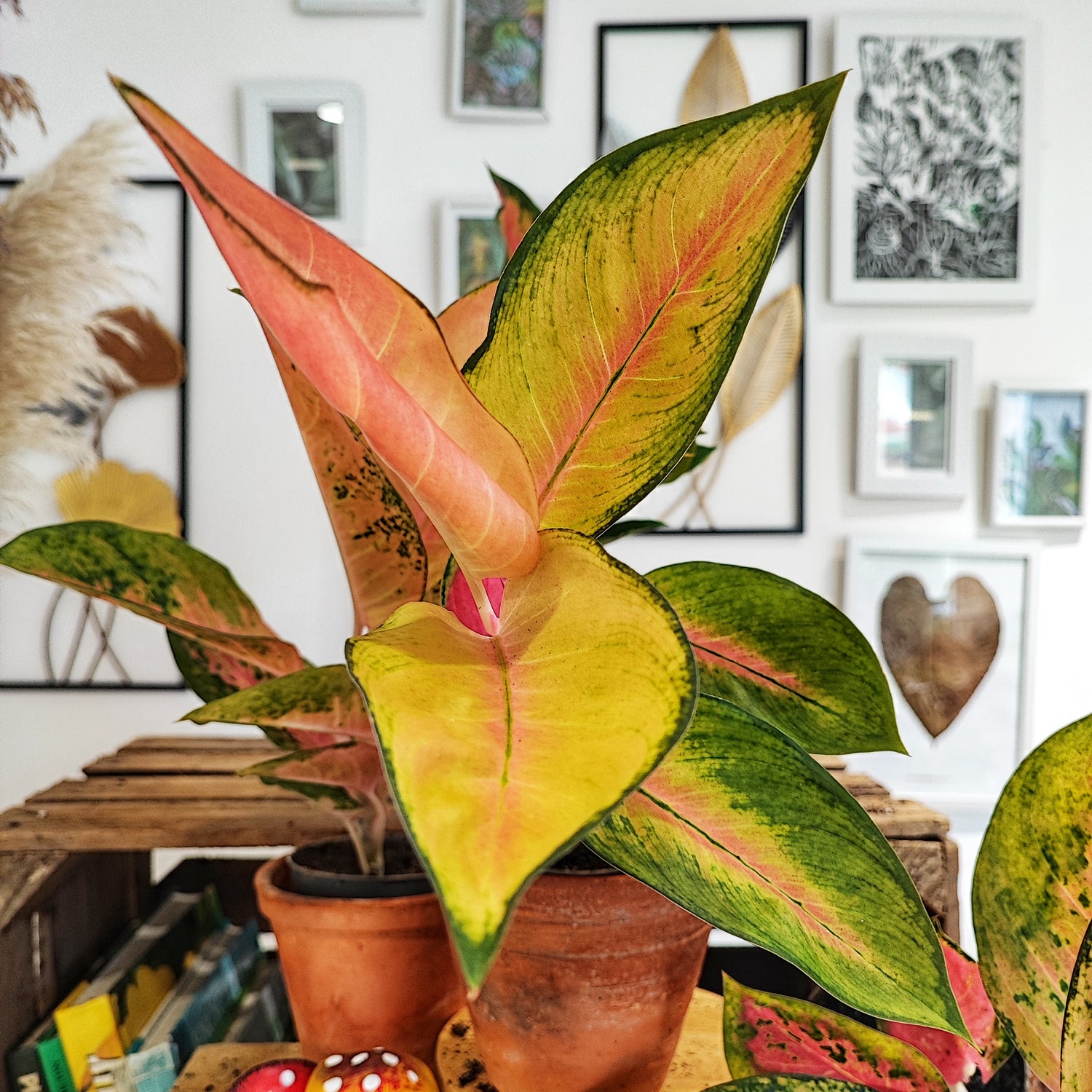 Aglaonema Golden Baby, Beautiful plant cutting with yellow and pinkish leaves