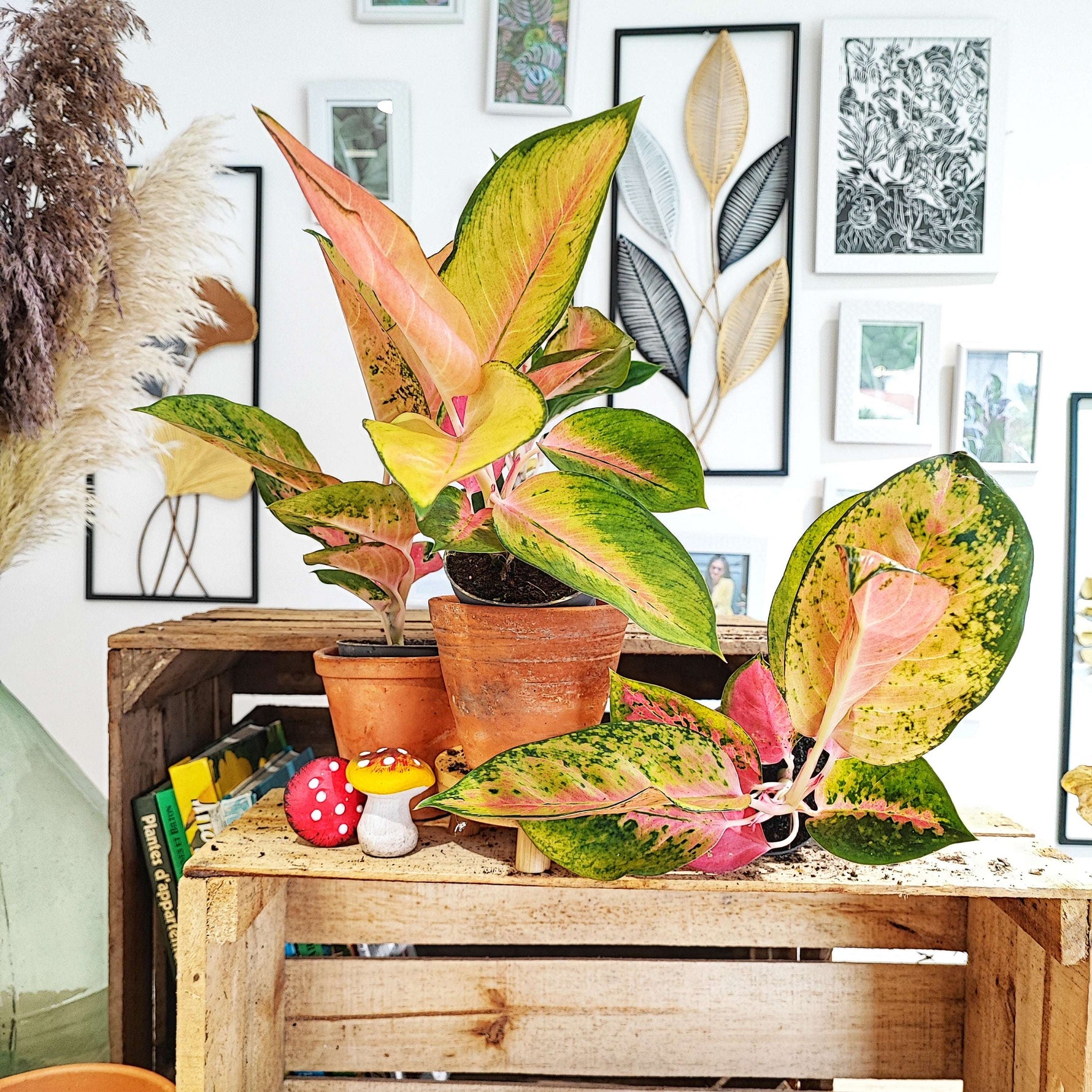 Aglaonema Golden Baby S monjungle