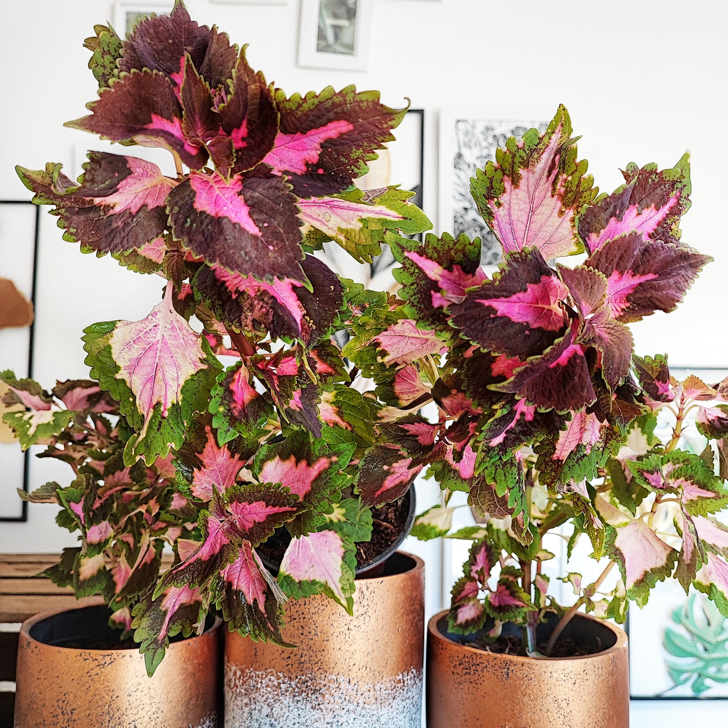 Coleus Pink Blushing Bride, well rooted foot in the ground 35cm