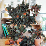 Ludisia Discolor Black monjungle