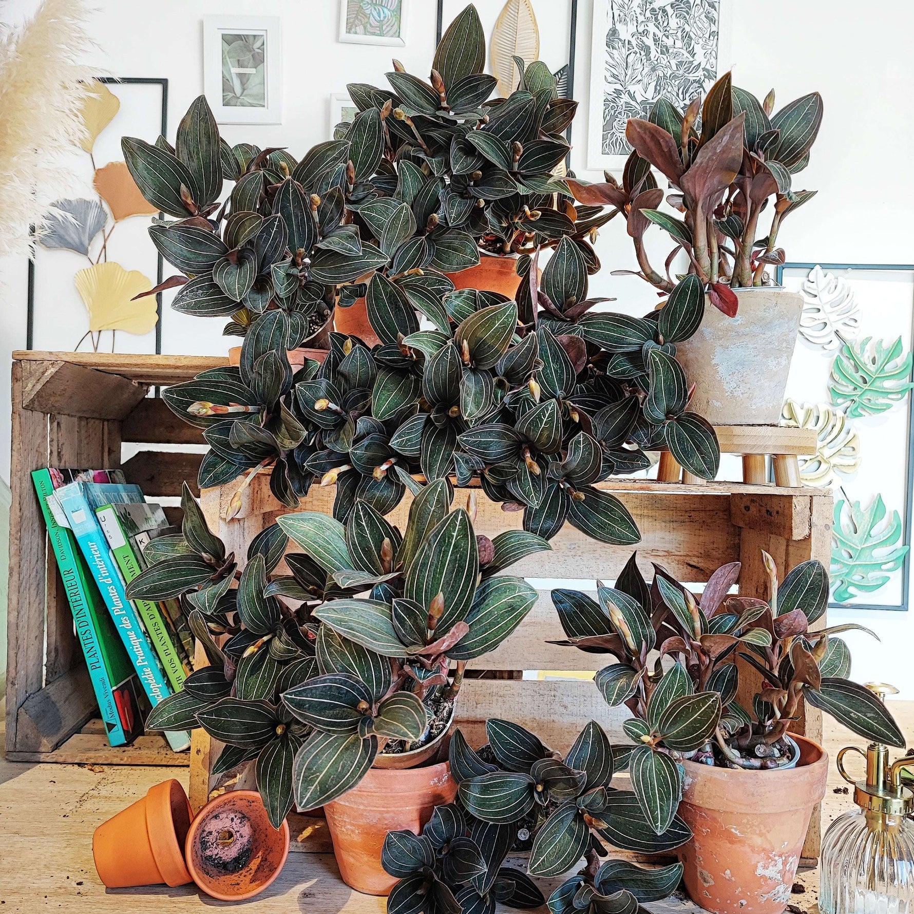 Ludisia Discolor Black monjungle