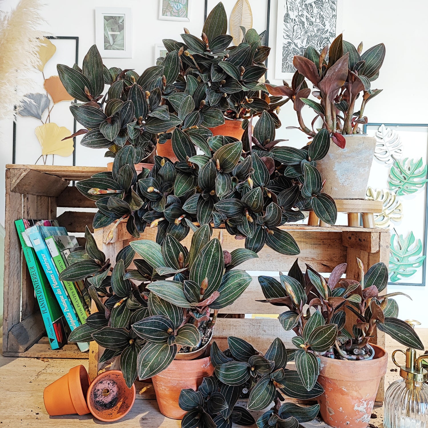 Ludisia Discolor Black cuttings, Jewel orchid black house plant